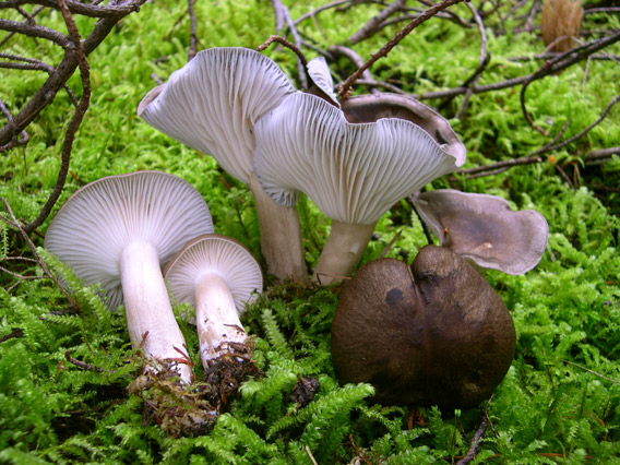 Hygrophorus camarophyllus